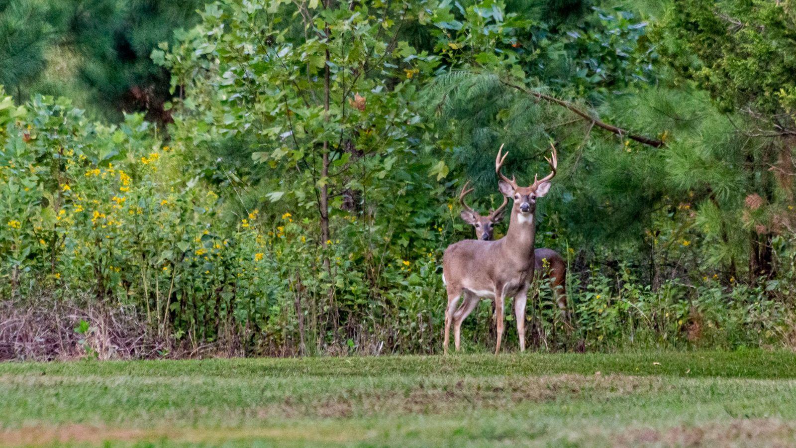 DNR Reminds hunters to be on the lookout for CWD
