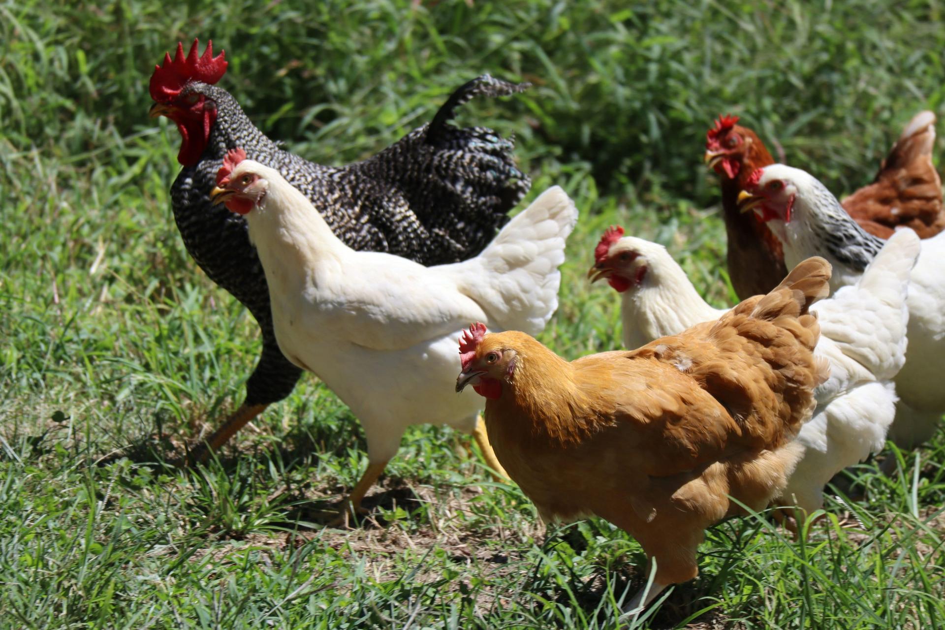 Bird Flu Confirmed in Kenosha County Backyard Flock; No Public Health Risk