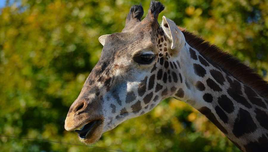 Tragic Fall Claims Life of Jabari, Popular Giraffe at Racine Zoo