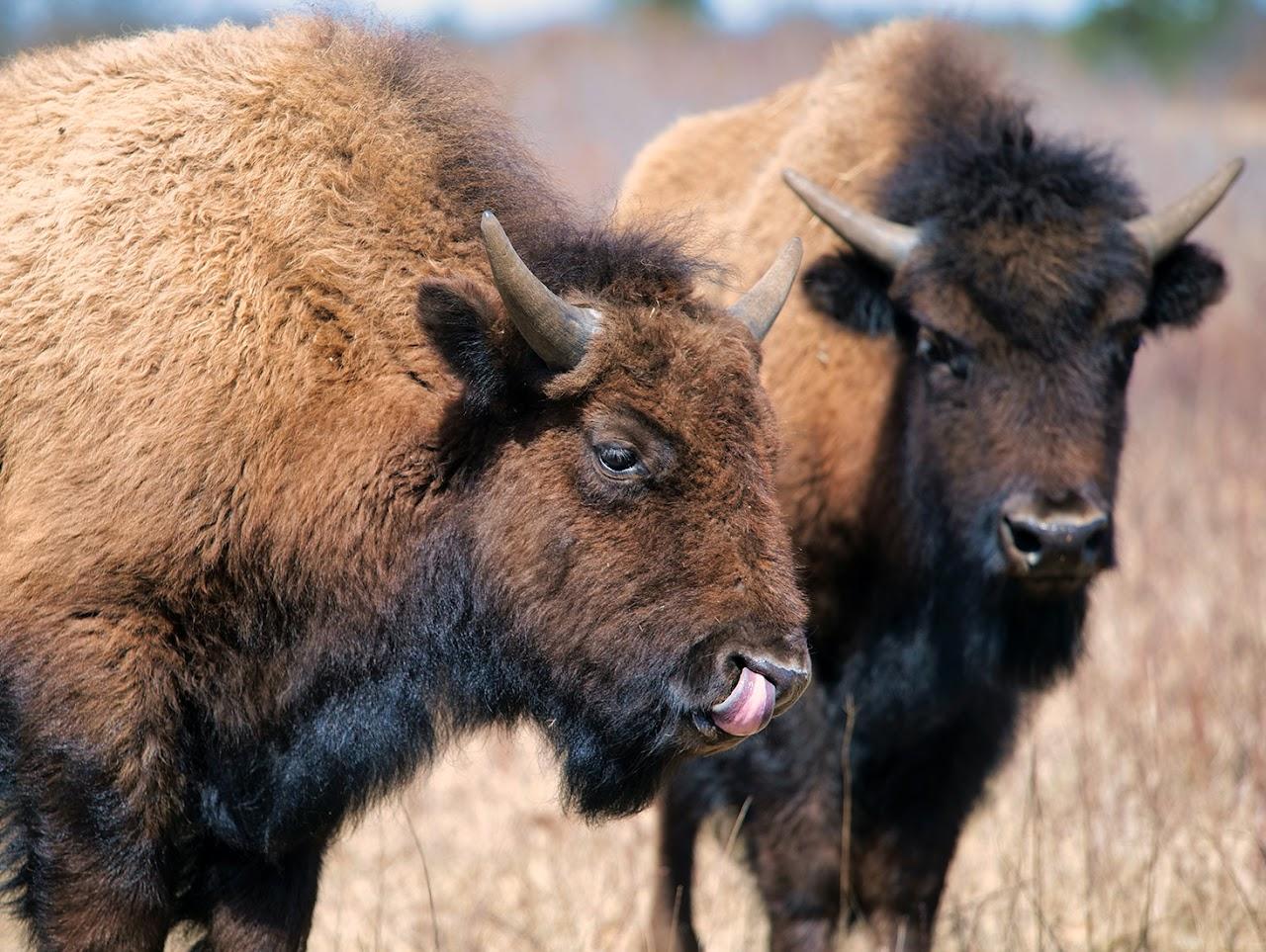 Friends of Sandhill Wildlife Area